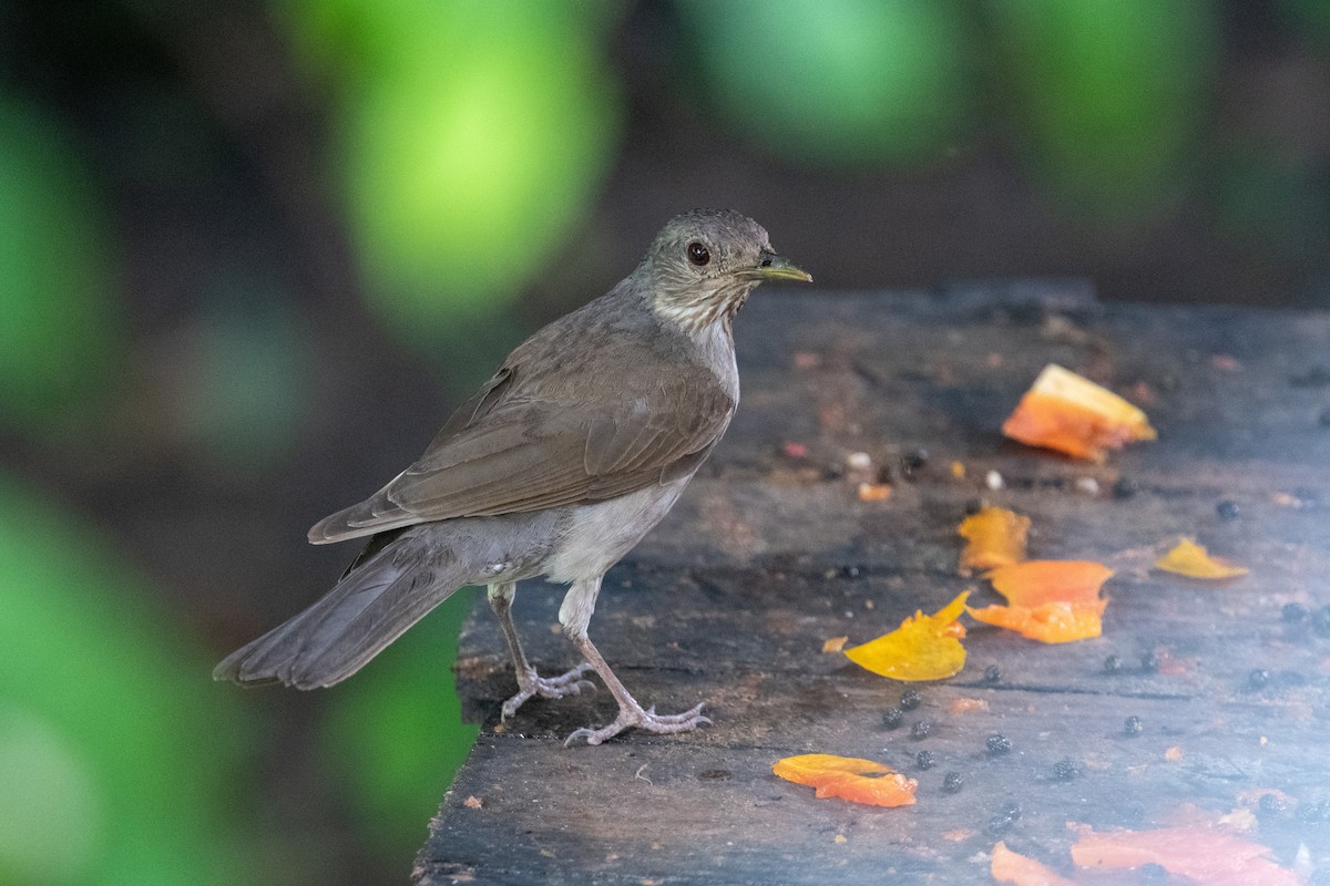 Pale-breasted Thrush - ML481400401