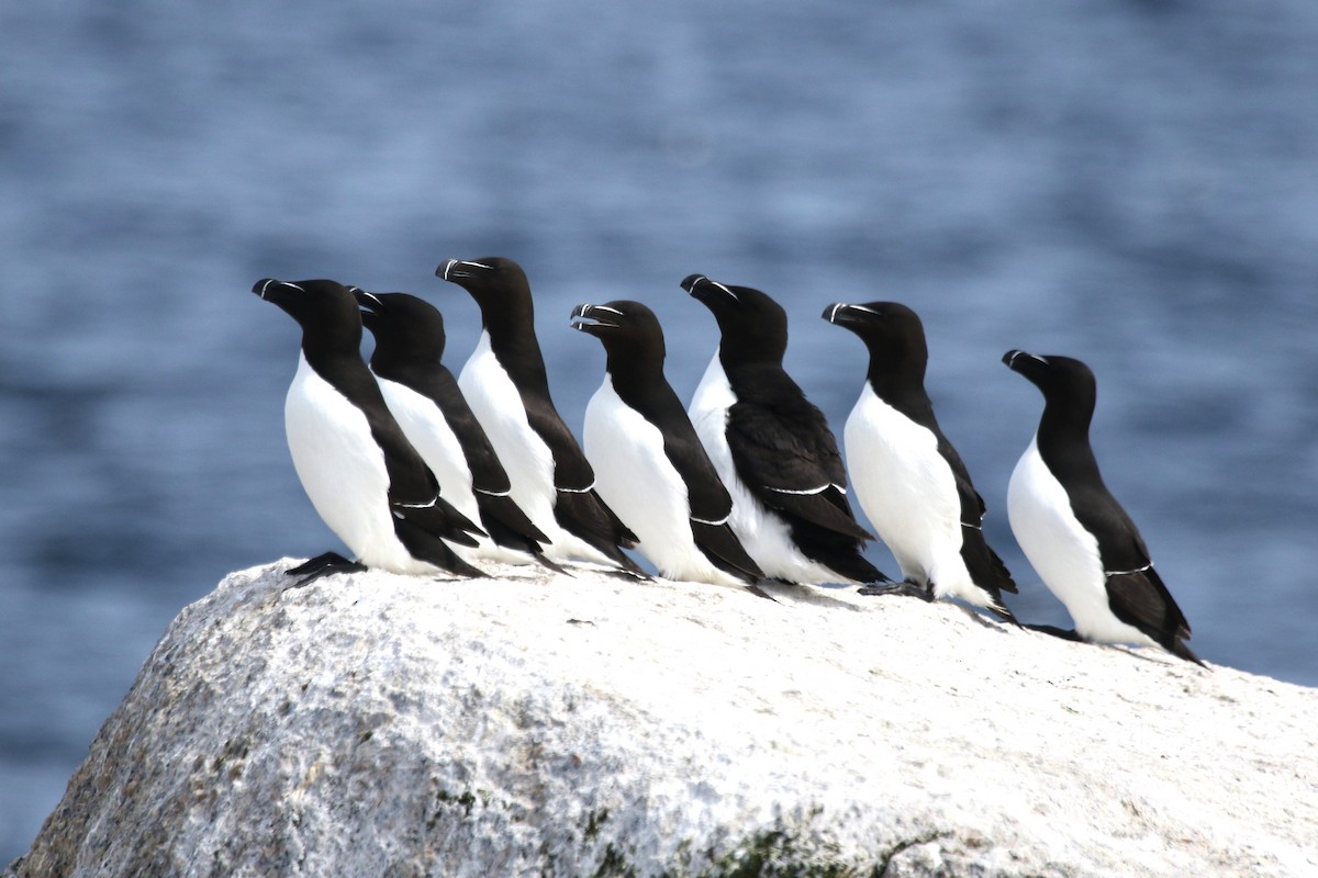 Razorbill - ML481400571