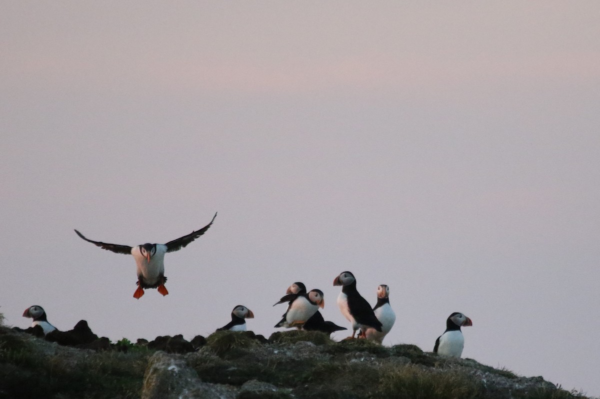 Atlantic Puffin - ML481400821