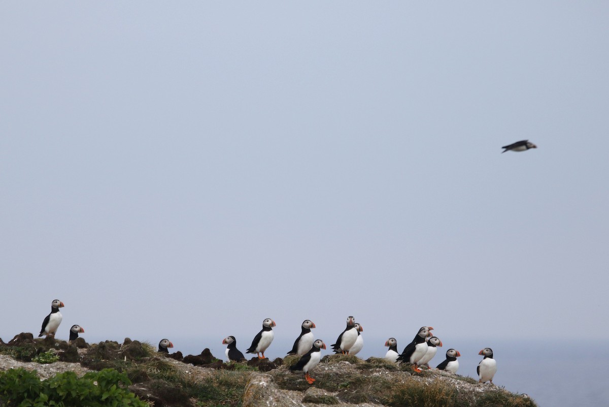 Atlantic Puffin - ML481400871