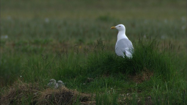 Glaucous Gull - ML481401