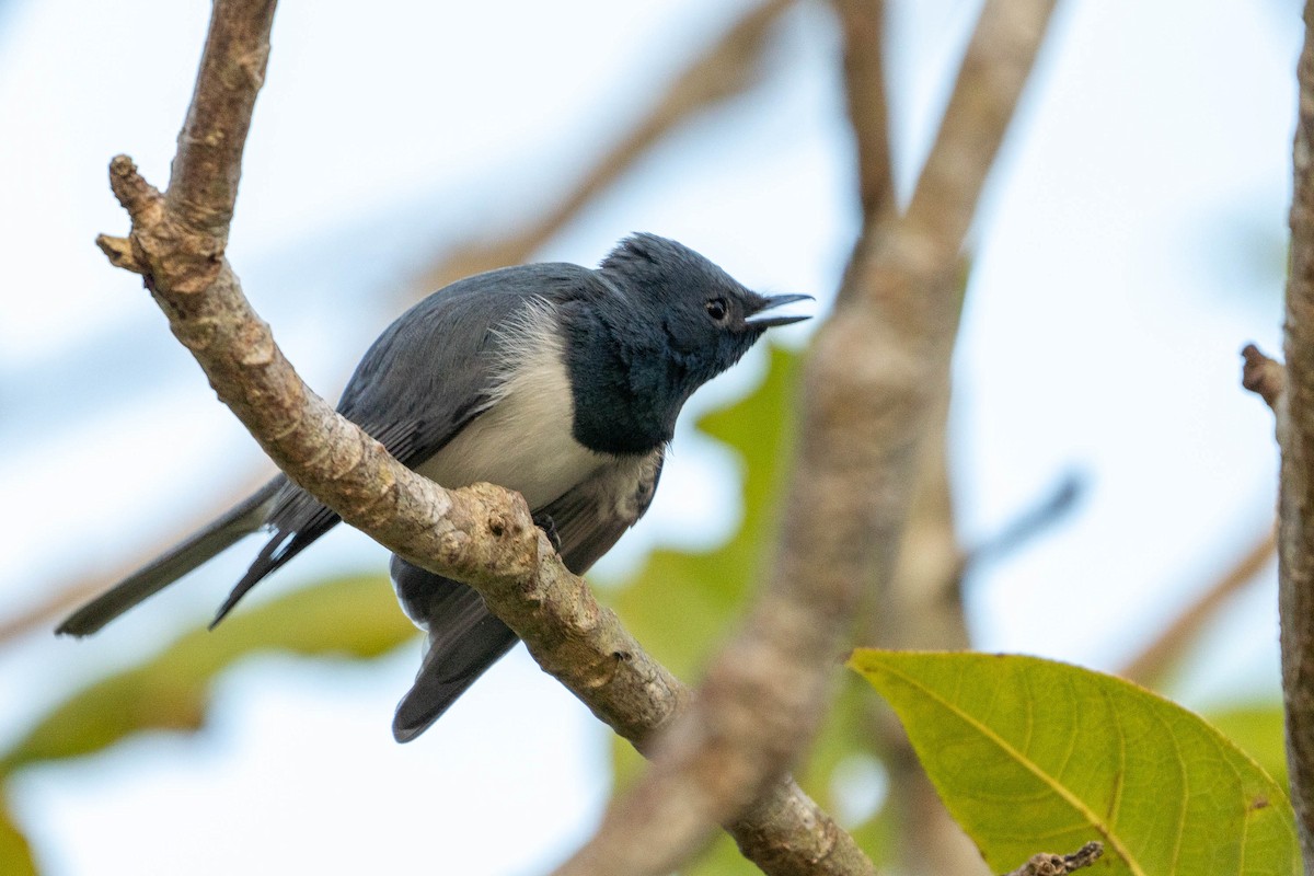 Leaden Flycatcher - ML481401311