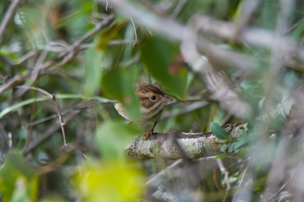 Clay-colored Sparrow - ML481401891