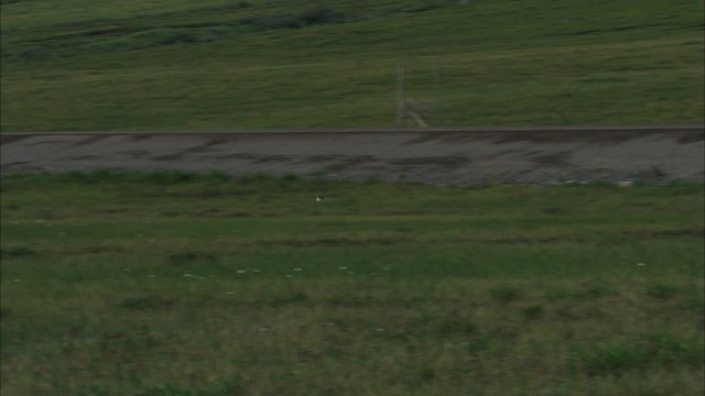 Lesser Yellowlegs - ML481402