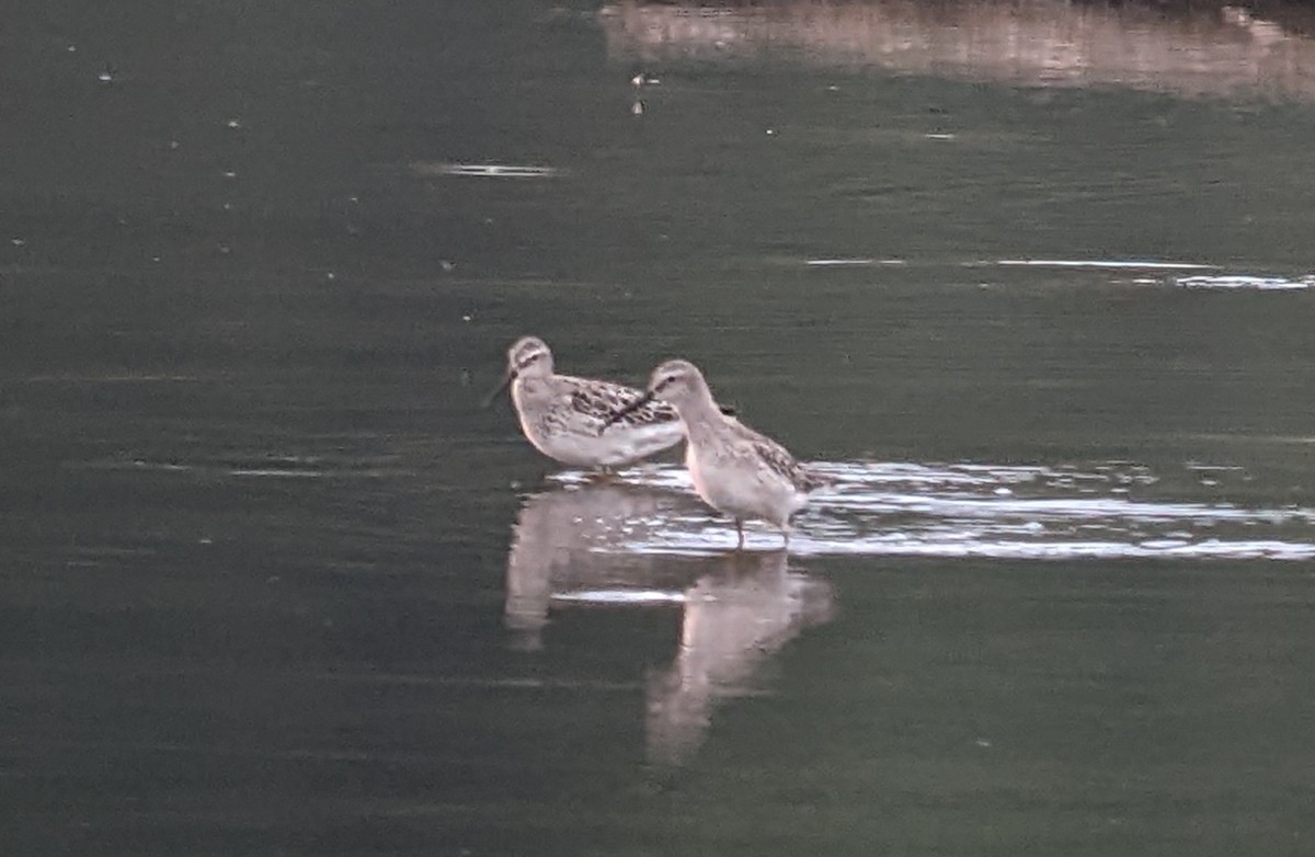 Stilt Sandpiper - ML481402681