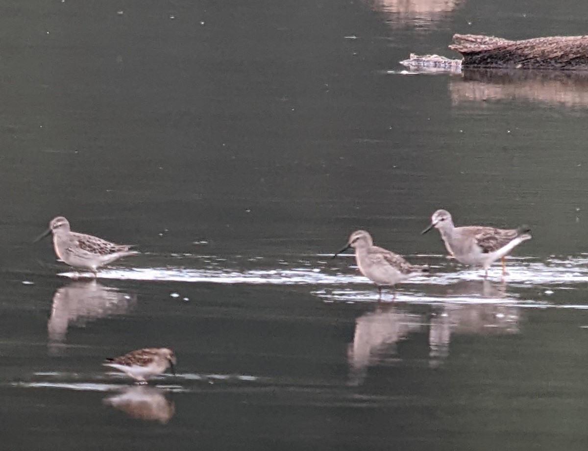 Stilt Sandpiper - ML481402691