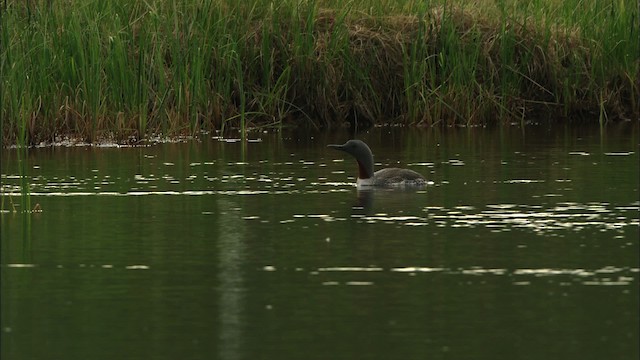 紅喉潛鳥 - ML481403