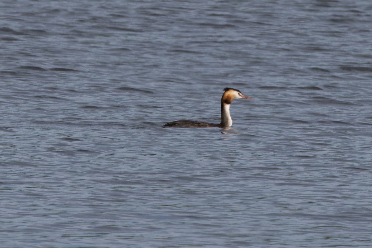 Great Crested Grebe - ML481403101