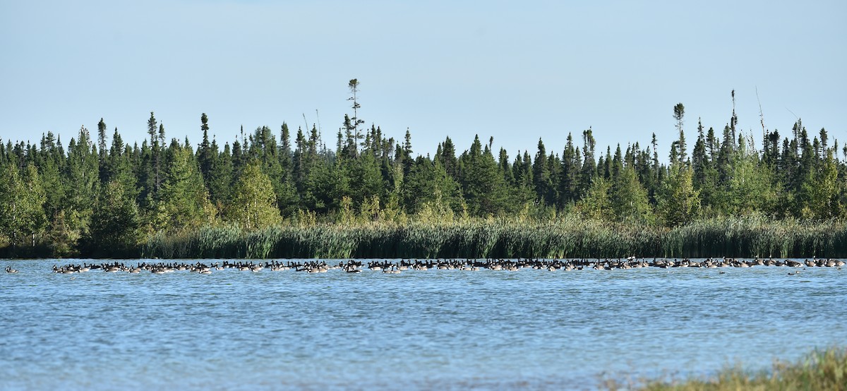 Канад галуу - ML481403151