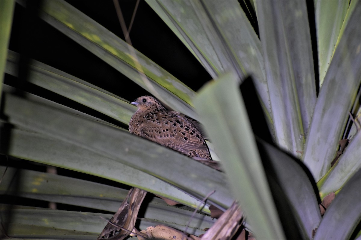 Brown Quail - ML481403371