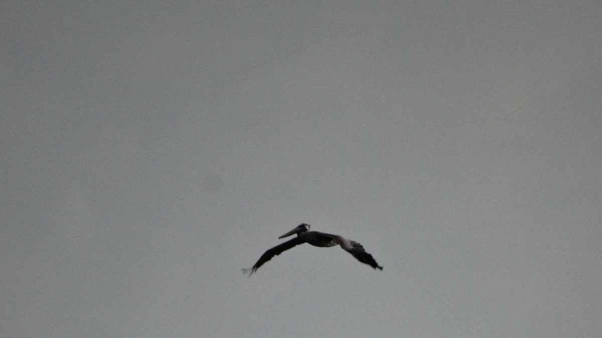 Brown Pelican - ML481403521