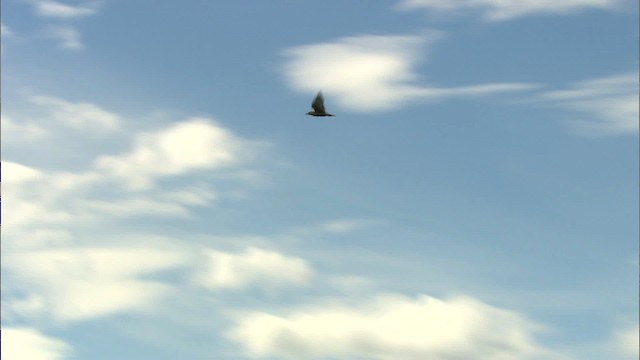 Short-billed Gull - ML481404