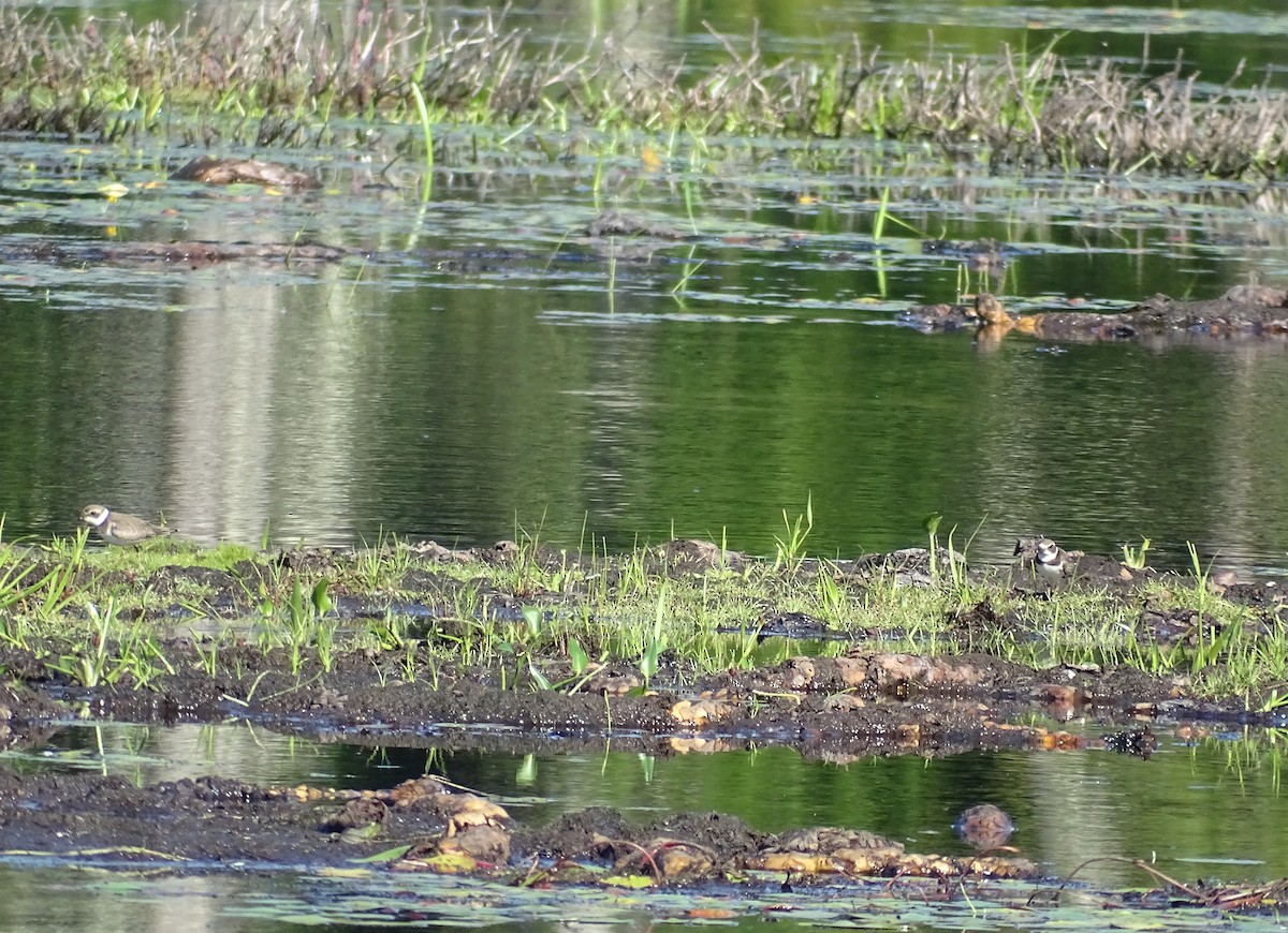 Semipalmated Plover - ML481404631