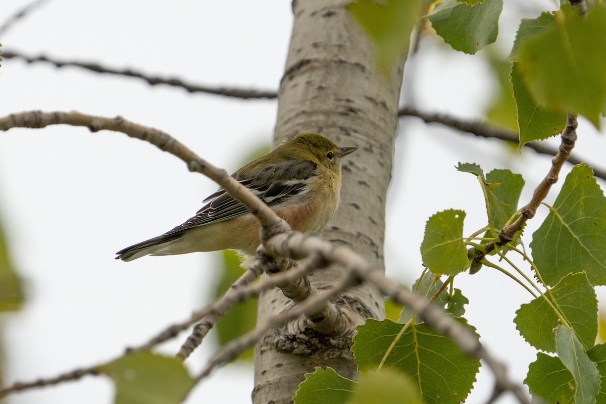 Bay-breasted Warbler - ML481405141