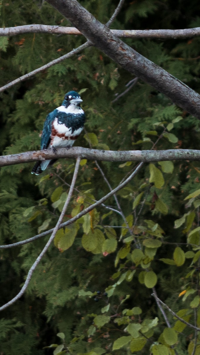 Belted Kingfisher - ML481405471