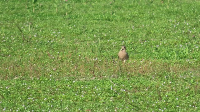 jespák plavý - ML481405761