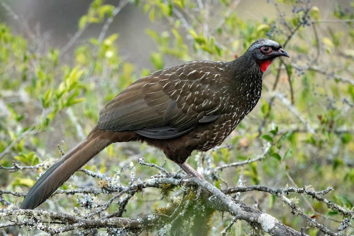 Red-faced Guan - ML481406181