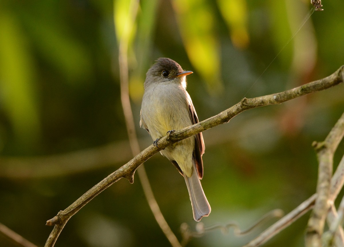 Southern Tropical Pewee - ML481409151