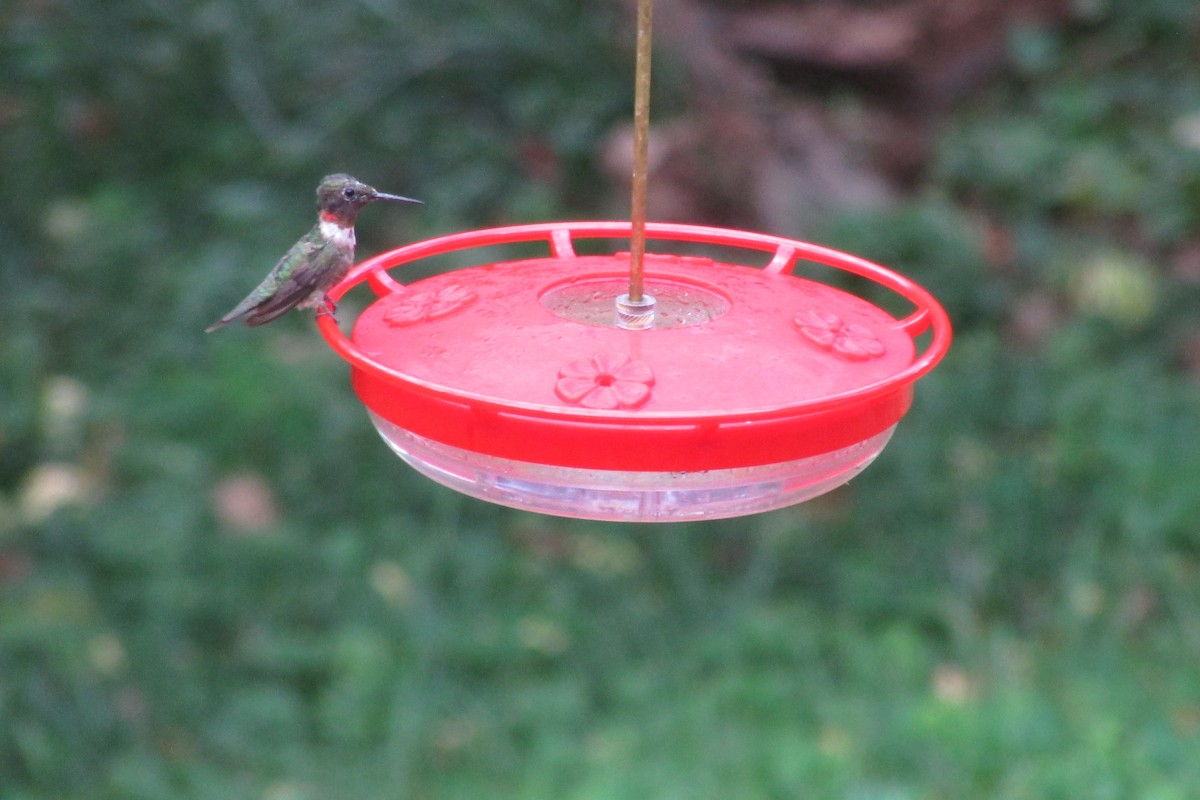 Ruby-throated Hummingbird - ML481409921