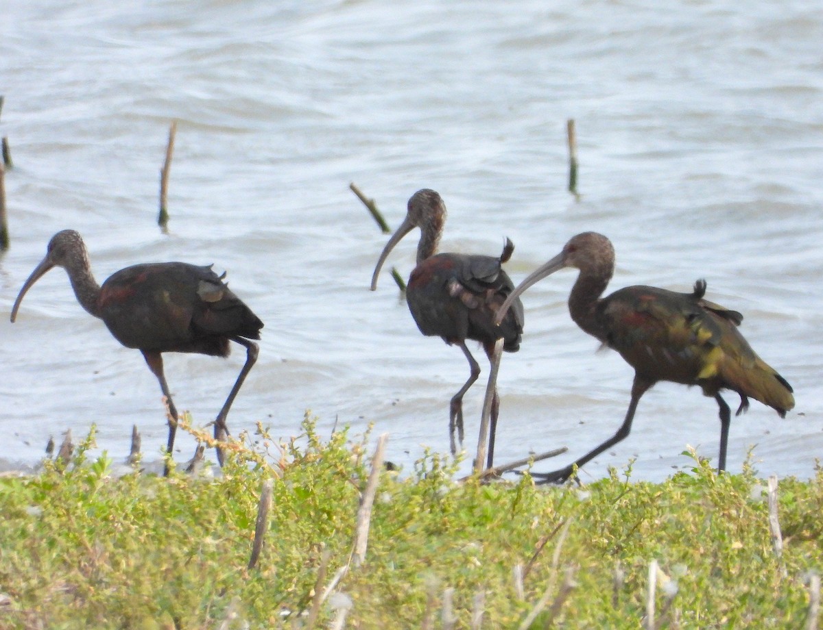 White-faced Ibis - ML481410781