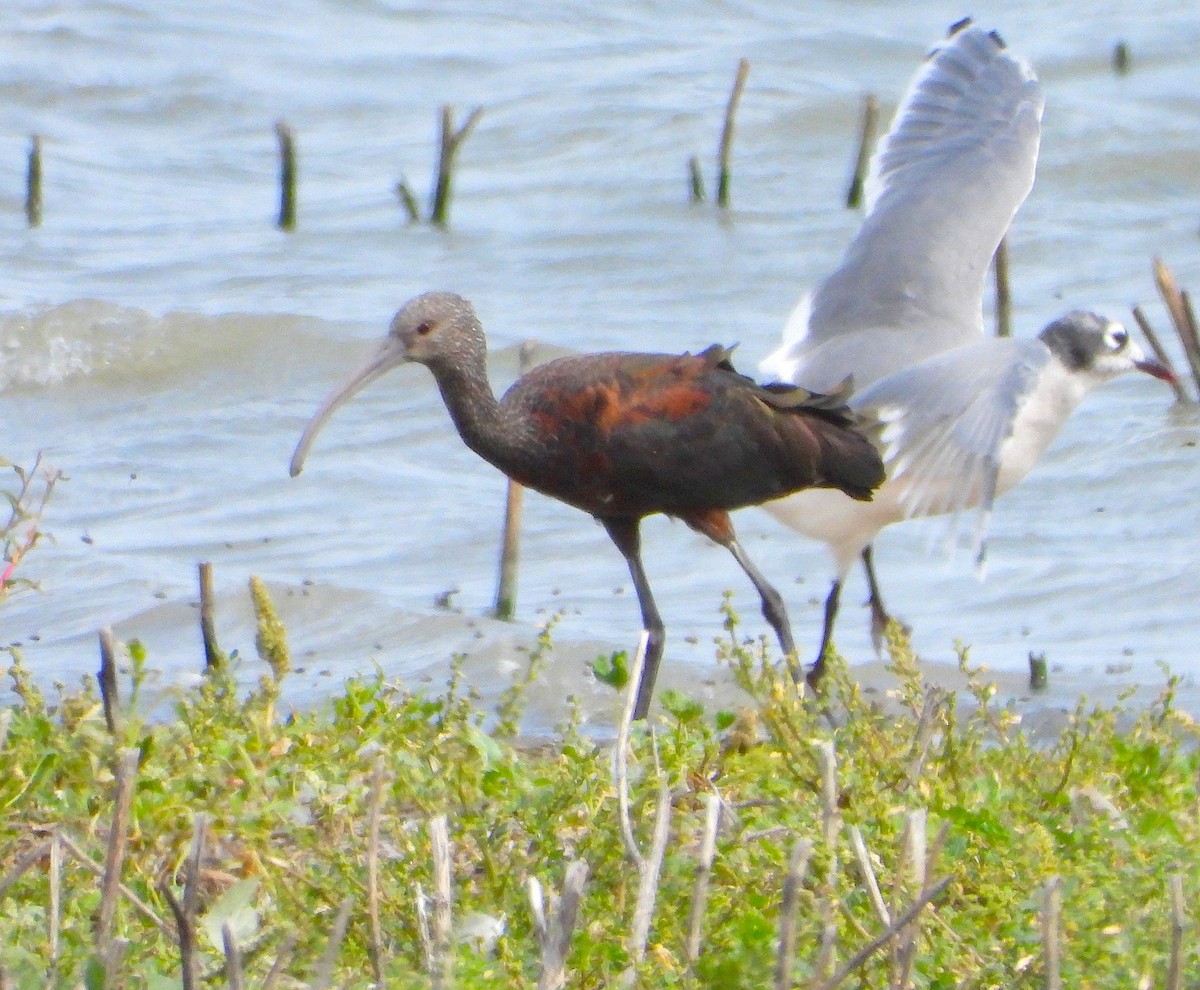 White-faced Ibis - ML481410791