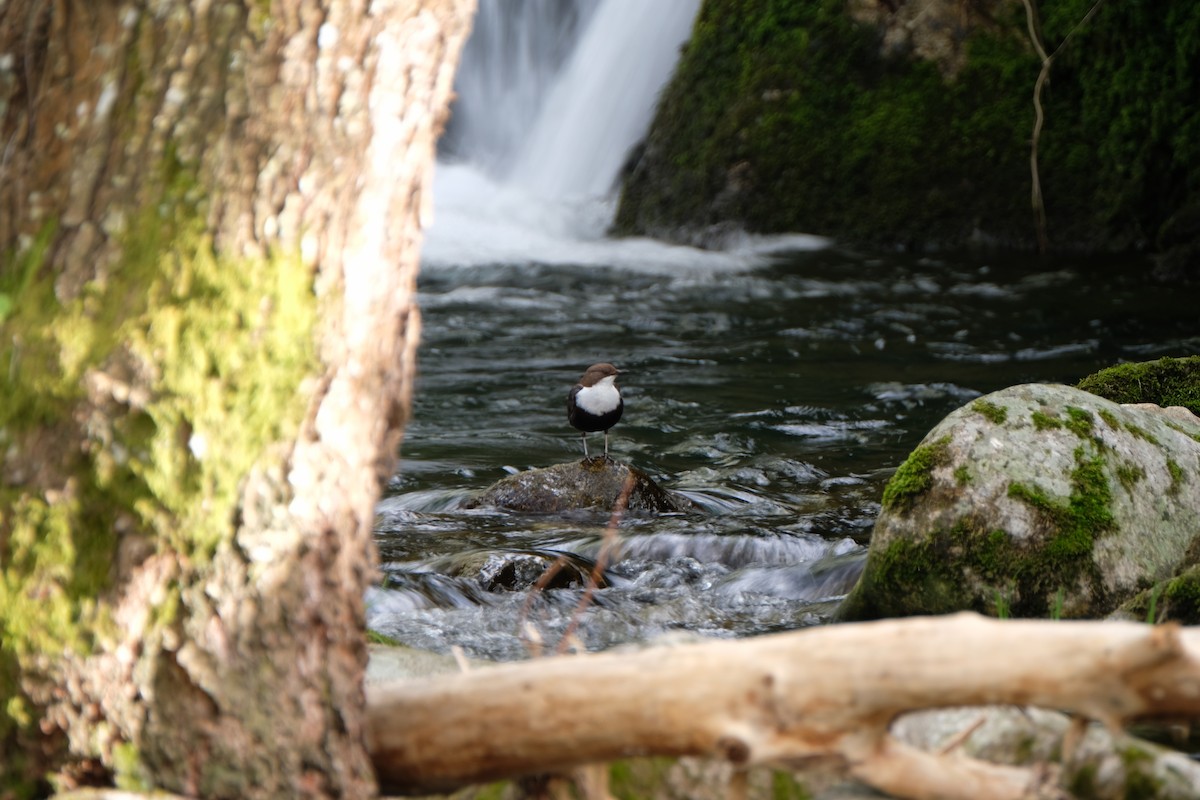 White-throated Dipper - ML481411041