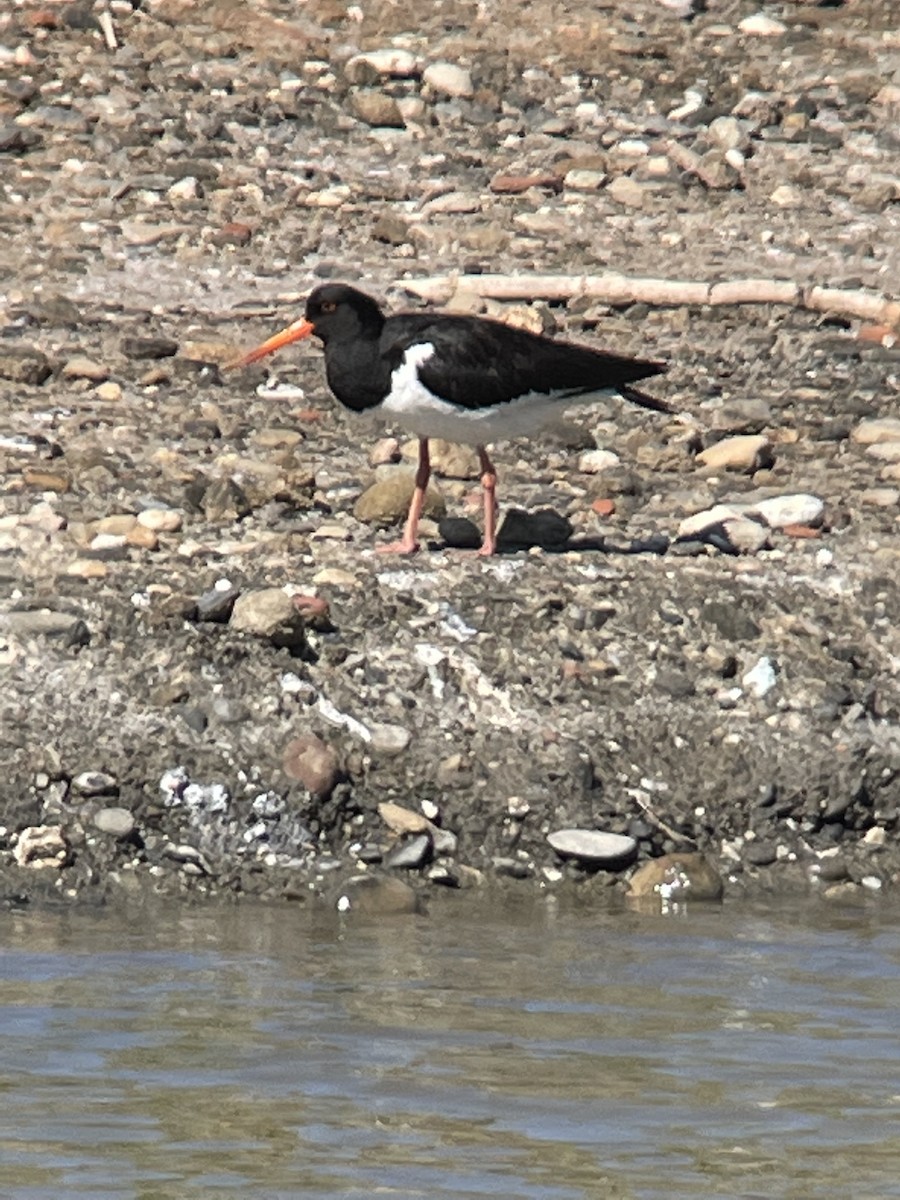 Eurasian Oystercatcher - ML481412751