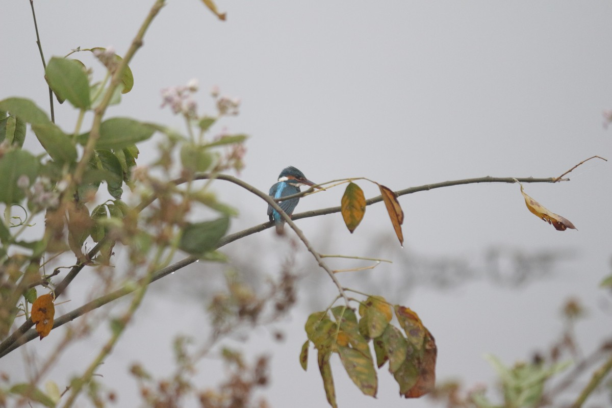 Common Kingfisher - Aljo Anand