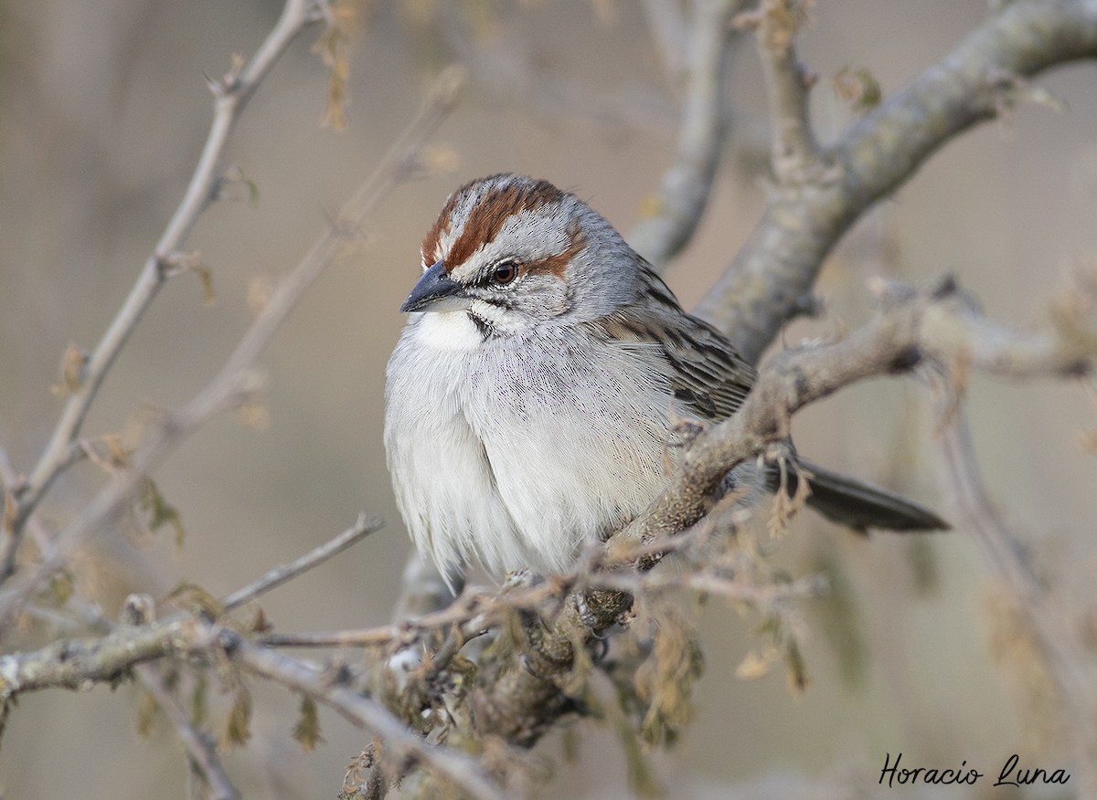 Chaco Sparrow - Horacio Luna