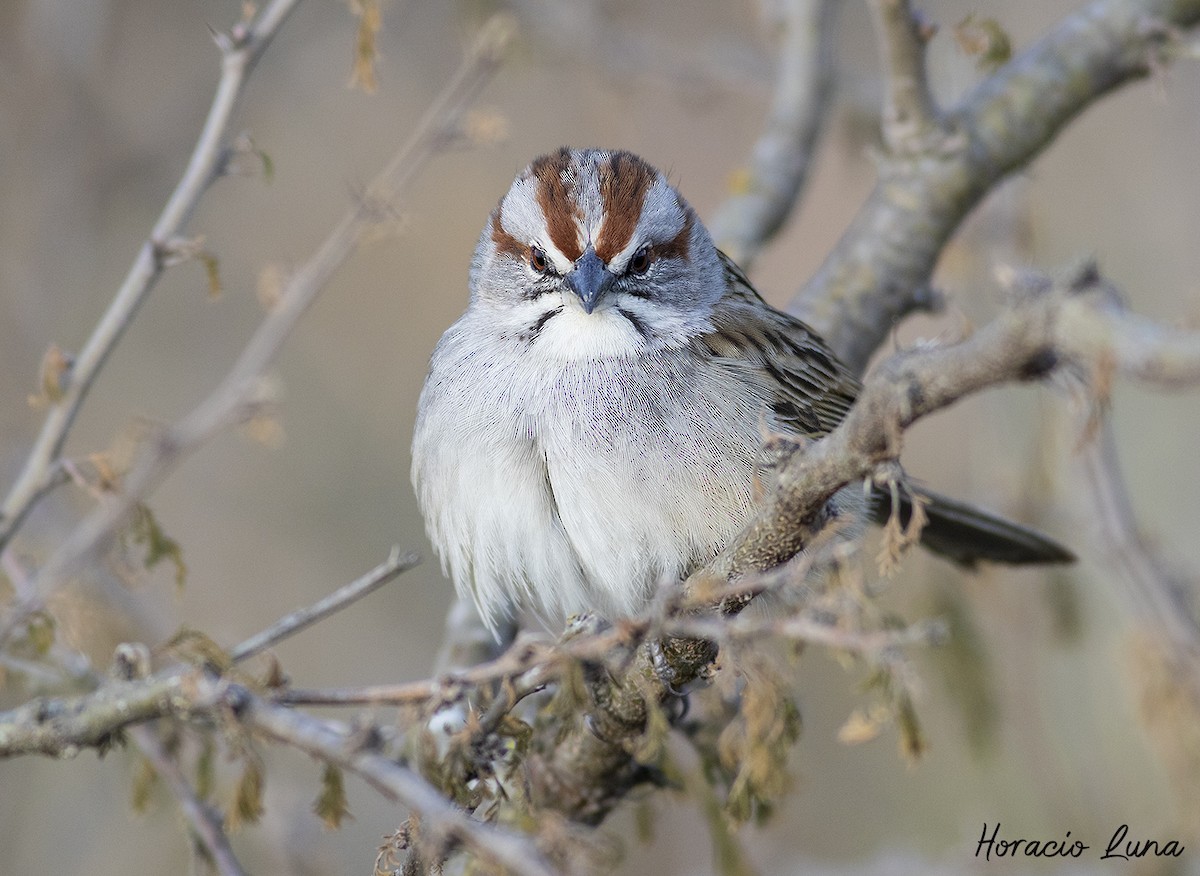 Chaco Sparrow - Horacio Luna