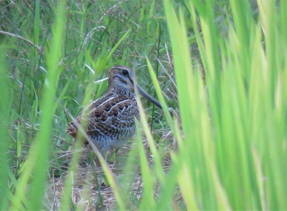 Pin-tailed Snipe - ML481415571