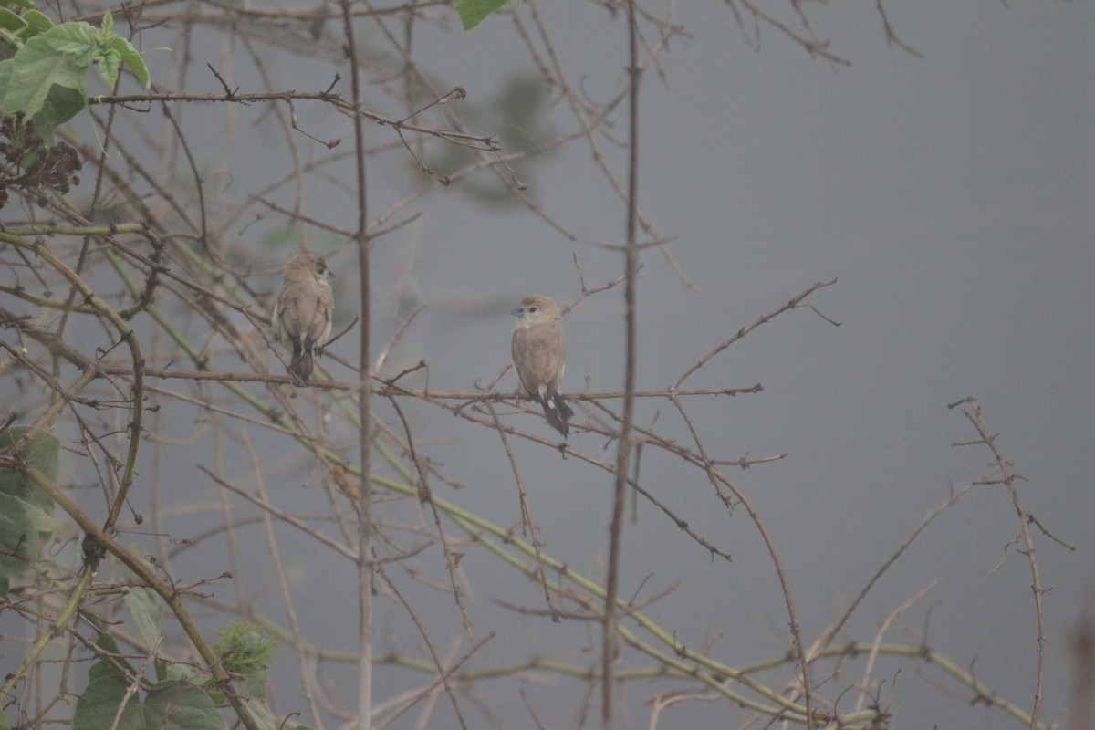 Indian Silverbill - Aljo Anand