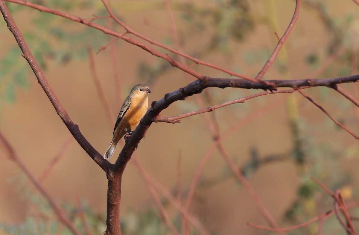Tawny-bellied Seedeater - ML481417751