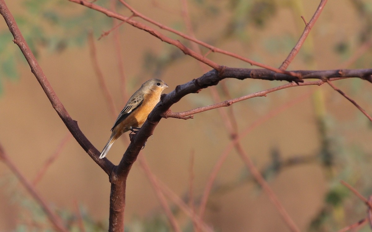 Tawny-bellied Seedeater - ML481417781