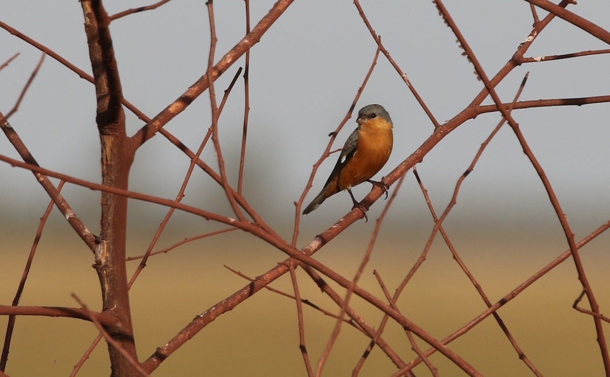Tawny-bellied Seedeater - ML481417801