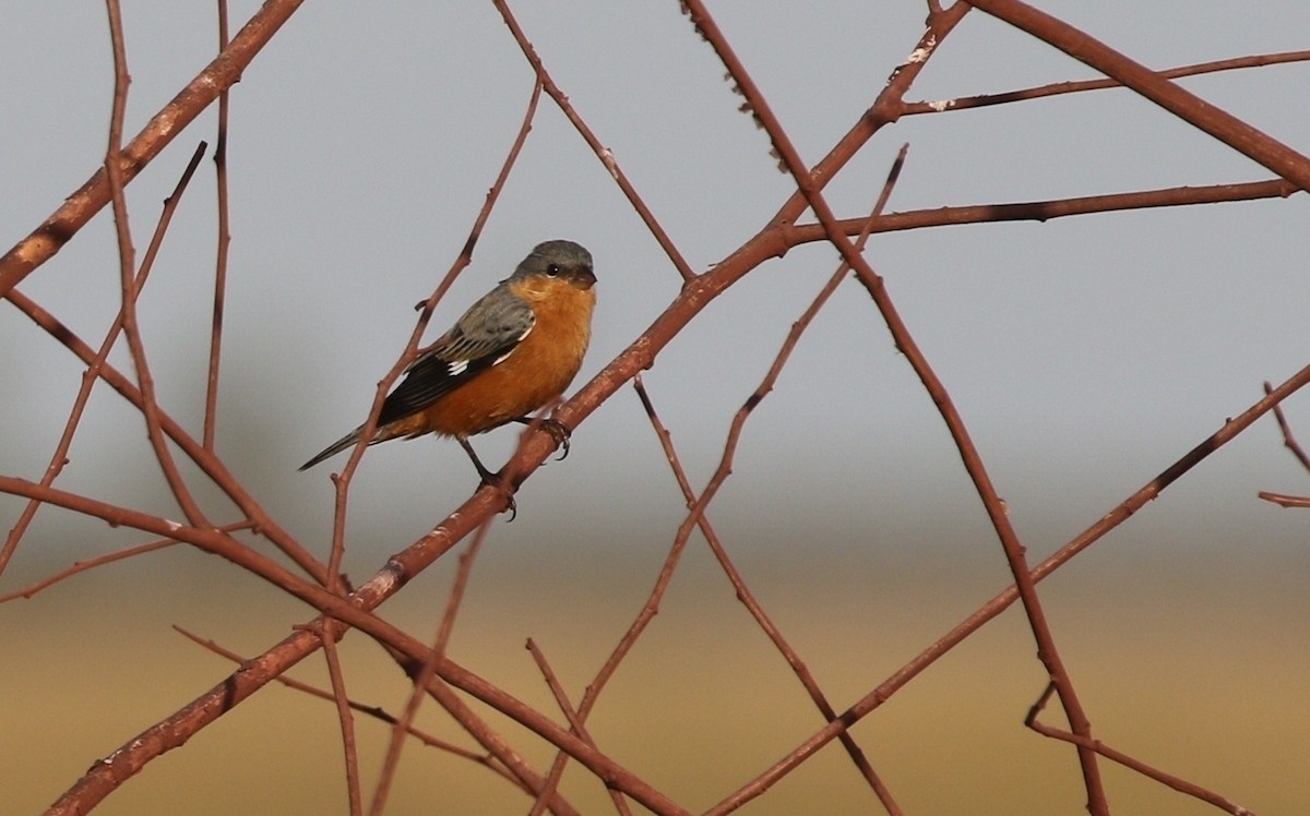 Tawny-bellied Seedeater - ML481417871