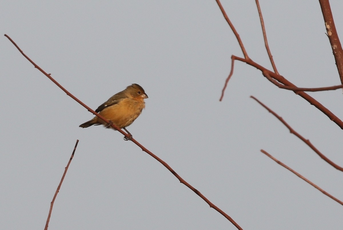 Tawny-bellied Seedeater - ML481417901