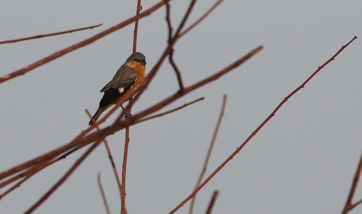 Tawny-bellied Seedeater - ML481417911
