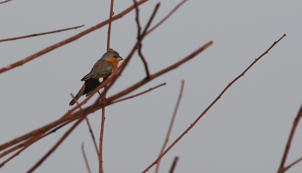Tawny-bellied Seedeater - ML481418001