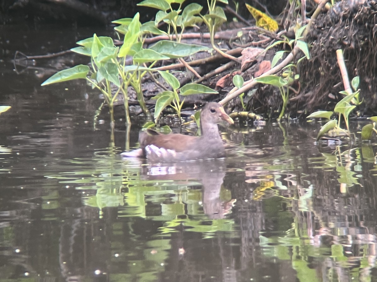 Common Gallinule (American) - ML481418941