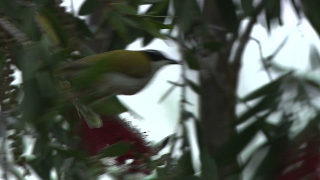 White-throated Honeyeater - ML481419