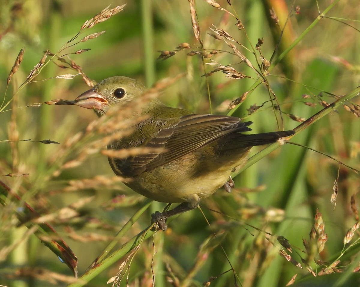 Passerin nonpareil - ML481419911