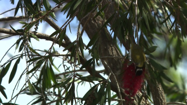 White-throated Honeyeater - ML481420