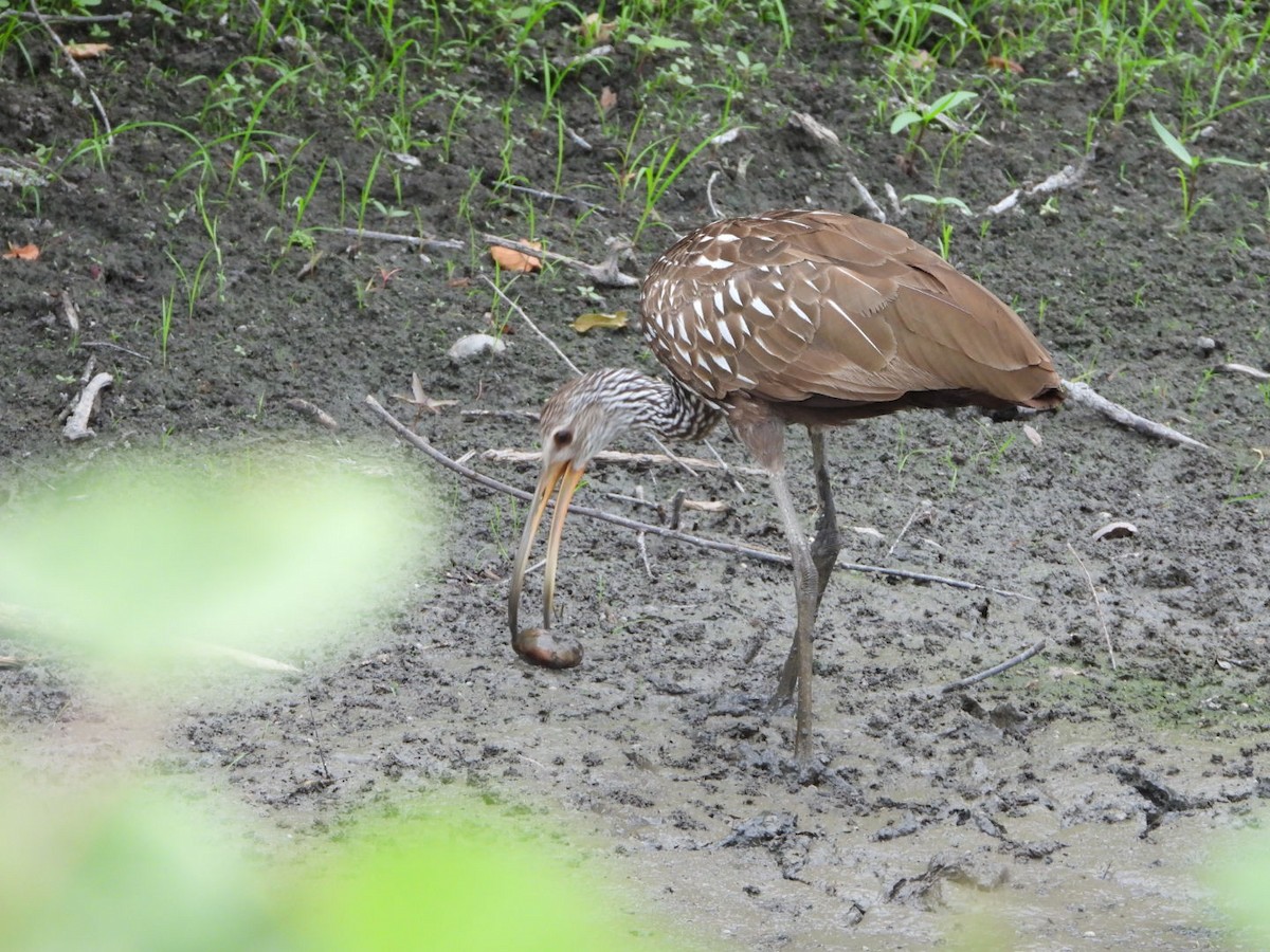 Limpkin - ML481422011