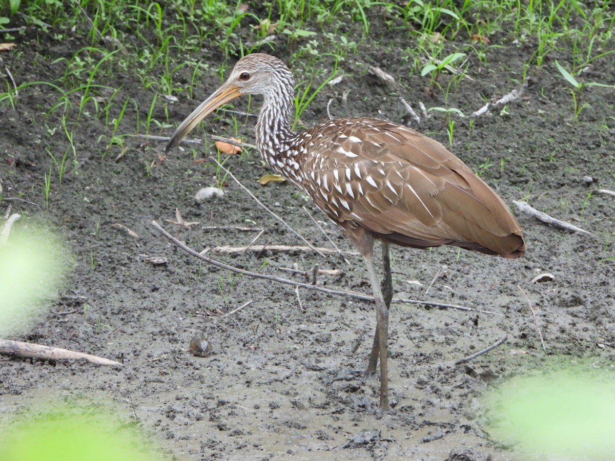 Limpkin - ML481422021