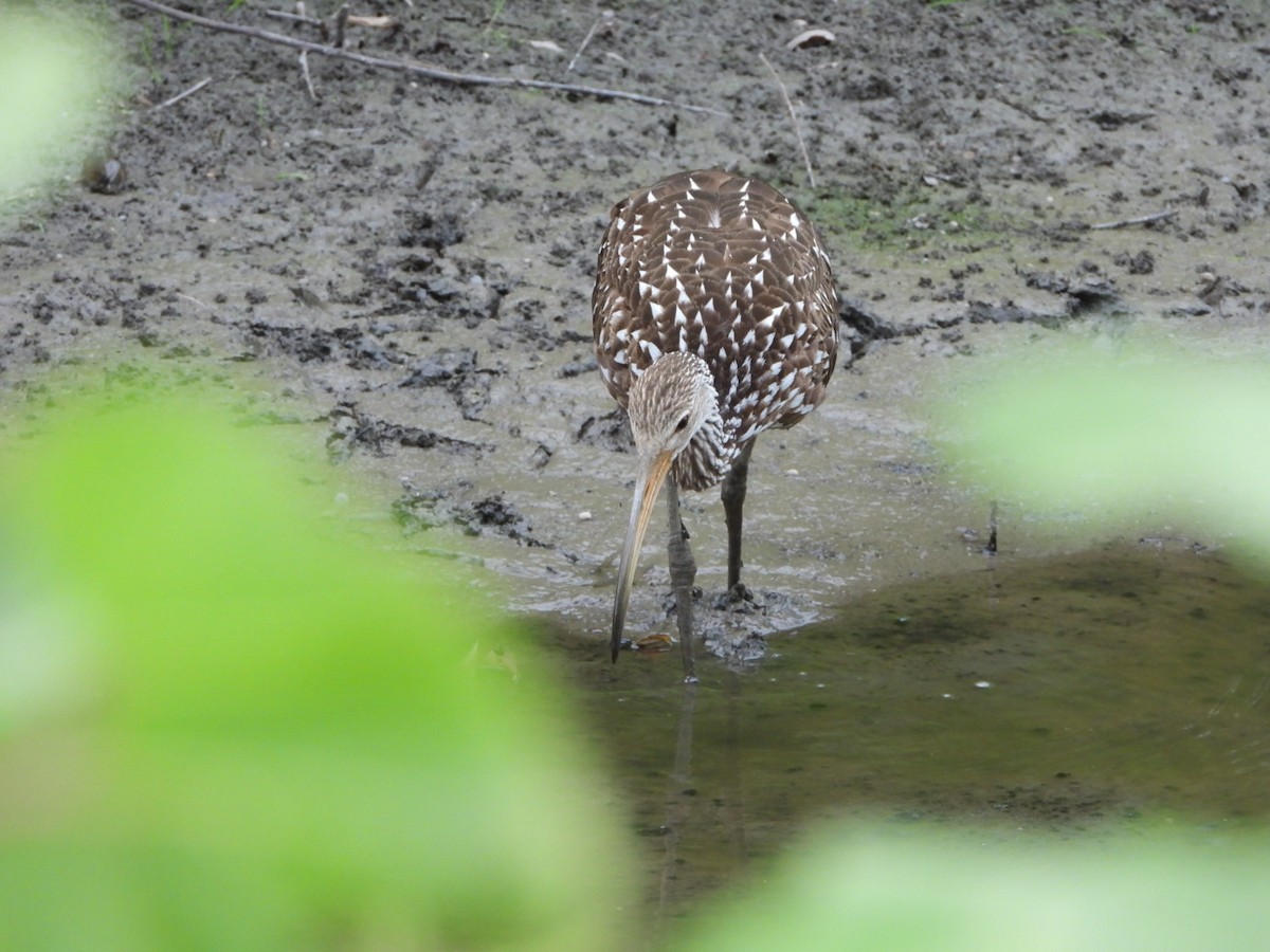 Limpkin - ML481422031