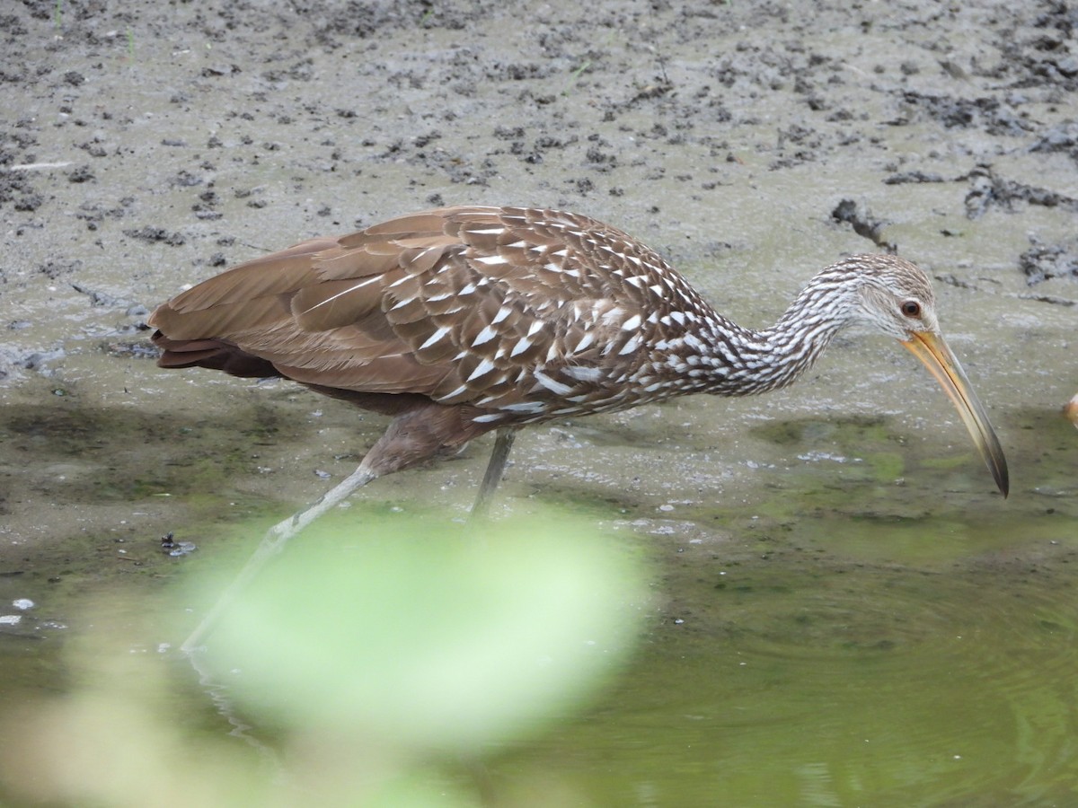 riksetrane - ML481422041