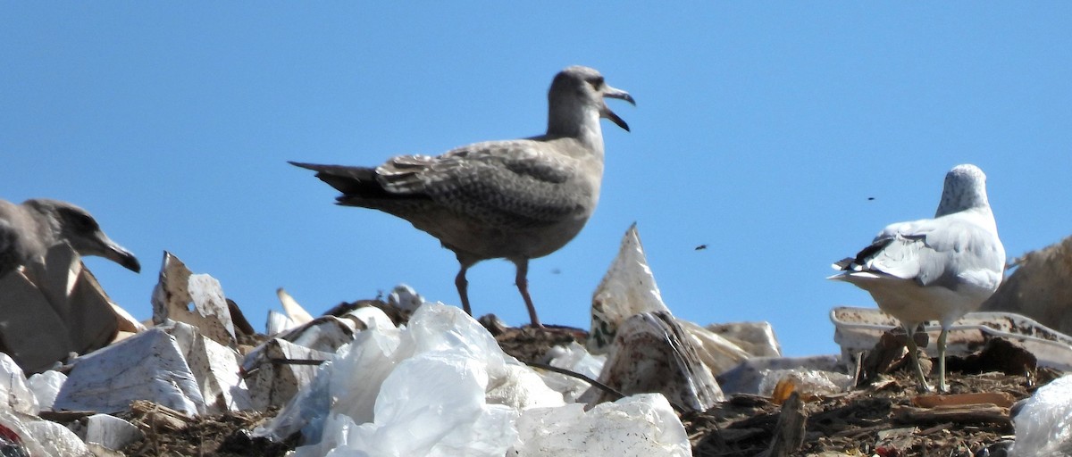 Herring Gull - Josée Hatin