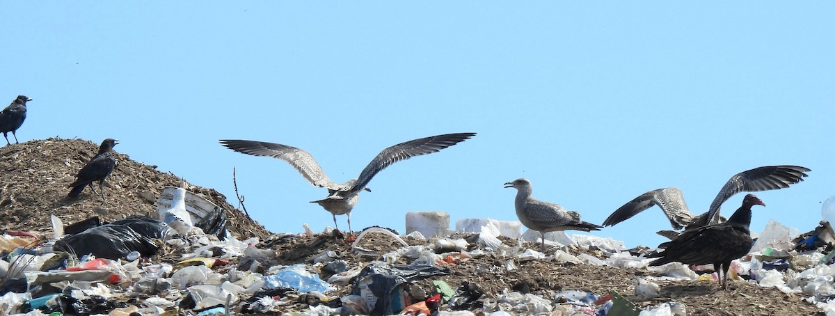 Herring Gull - ML481422141