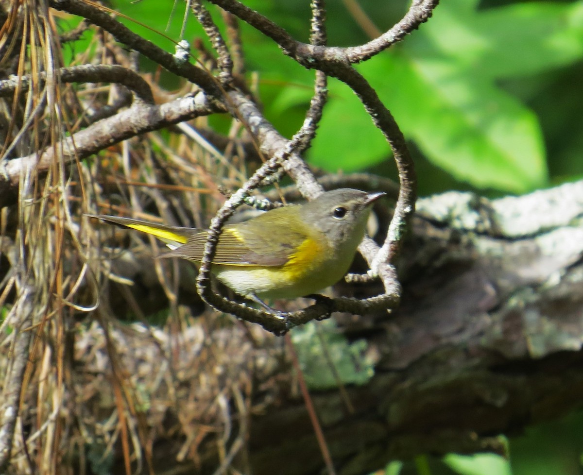 American Redstart - ML481422481